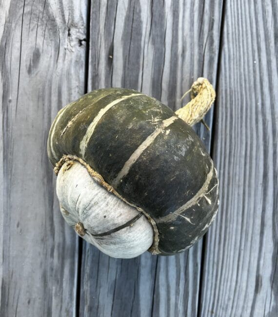 Green buttercup squash